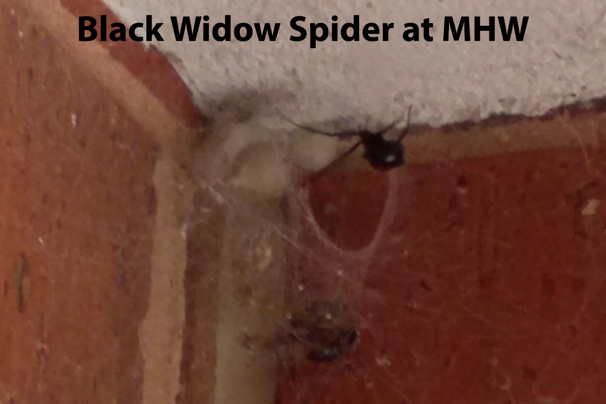 Black Widow Spider Found at Maple Hill West