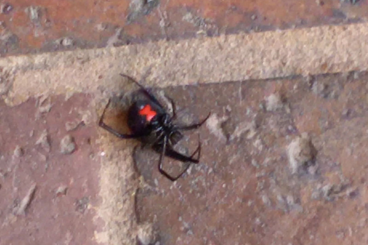 Black Widow Spider Found at Maple Hill West 
